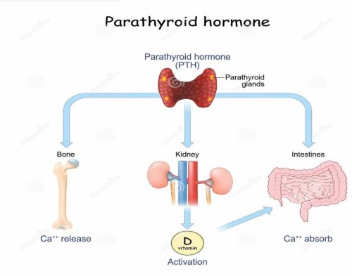Изменения кальция в крови. Паратиреоидный гормон и витамин д. Витамин д 3 и паратгормон. При гиперпаратиреозе кальций в крови.